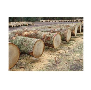 Ash Wood Logs for Sale - Premium Firewood for Home and Industrial Use - Exigentelaxia Unipessoal Lda - Portugal
