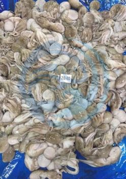 FROZEN BABY OCTOPUS - HIGH QUALITY Texture Tender Flavor Rich Seafood Flavor Sourcing Clean Ocean Waters Processing Method Hygienic Freezing Methods - PT Savya Coco Provita - Indonesia
