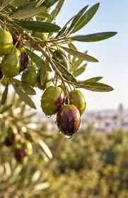 Olive oil from SOFDXB Olive oil – product photo, Organic Oil Blend products found from trusted suppliers, wholesalers, manufacturers & exporters Listing
