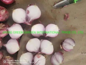 China New Fresh Shallot Red Skin Onion 5-8cm, 3-7cm, 8cm up Mesh Bag Top Quality Low Price Experience Manufacture Direct Supplier Good Reputation Supplier - JINING GREEN GARDEN INTERNATIONAL TRADE CO., LTD. - China