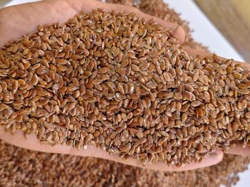 Flax Seeds / Linseed - NEEMUCH AGROTECH - India