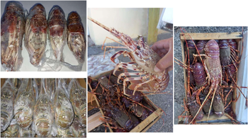 Premium Frozen Red Spiny Lobster Cut Back Format Whole Features Organic Shelf Life 12 Months Freshness Level Frozen Size Range 300g To 1.2kg - Virellis - United Arab Emirates