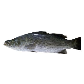 Wholesale Frozen Barramundi Fish Fillet Delicious Seafood Taste Similar to Trout - CV. PEMBANGUNAN SULAWESI - Indonesia