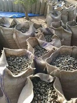Wholesale Premium Cashew Nuts – Large Whole Kernels Supplier - R&S Group - Tanzania