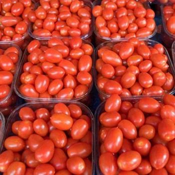 Tomatoes Color Vibrant Texture Juicy Flavor Tangy-sweet Ripening Method Naturally Ripened Packaging 25 kg - 50 kg, Hygienically Packed - Jaishnavi Exports - India