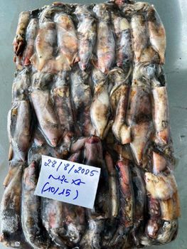 Frozen black squid whole round - Vietnam origin Size 10-15 Place of Origin Vietnam Maximum Quantity 28mt/40ft Packaging 10kgs/block/carton - HIEU NAM INTERNATIONAL CO., LTD - Vietnam