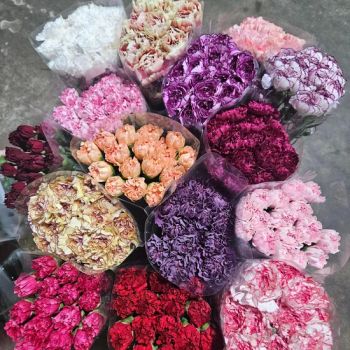 Wholesale Decorative Fresh Cut Flowers Carnation Flowers for Wedding Decor - Yunnan Blue Bell Flower Co., Ltd. - China
