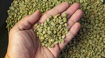 Mandhelling Arabica Coffee Bean Organic Yes Decaffeinated No Bean Type Arabica Degree of Processing Raw Place of Origin Medan, Indonesia - HJ eco green - Malaysia