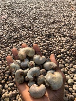 Raw Cashew Nuts Loading 40ft Containers Transit Time 30 To 40 Days Delivery Time To Pol 1 Week Origin Ghana, Benin, - Zaph & Zoe Export Company - Nigeria