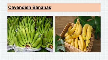 Fresh Cavendish Bananas - PT. Komoditas Asli Indonesia - Indonesia