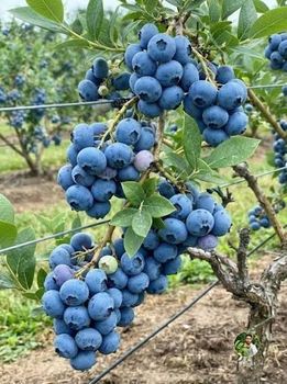 Blueberry – product photo, Blueberry products found from trusted suppliers, wholesalers, manufacturers & exporters Listing