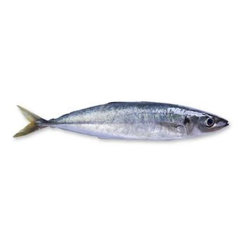 High Quality Whole Round Frozen Layang Scad IQF Frozen for Sale - TANIS IMPORT & EXPORT COMPANY LIMITED - Vietnam