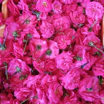 Paneer Rose Flower - Rich Pink & Unique Aroma Color Rich Pink Shelf Life 2 days Shipping Worldwide Aroma Strong & Unique - JANE GLOBAL EXPORTS CORPORATION - India