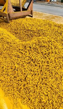 Turmeric Fingers- Double Polished from Sungrow Impex Turmeric Fingers- Double Polished - Sungrow Impex - India