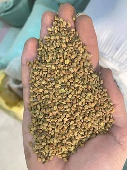 fenugreek seeds Packaging 25kg Color Golden-brown Texture Small Seeds Place of Origin Egypt Flavor Maple-like With Slightly Bitter Taste - Khirat Baladna KB for import & export - Egypt