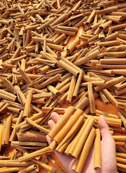 Cigar Cassia Cinnamon - ND GROUP IMPORT EXPORT COMPANY LIMITED. - Vietnam