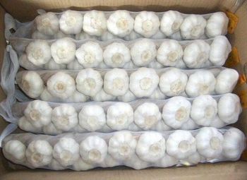 Fresh Garlic Fresh Vegetables – product photo, Fresh Black Garlic products found from trusted suppliers, wholesalers, manufacturers & exporters Listing