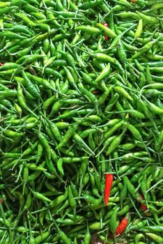 Fresh Green Chilli Grade A+ Taste Spicy Shelf Life 15days Place of Origin India Size 5-10cm, Small To Medium Packaging Size 5, 10, 15, 20, 25kg - VNV INCORPORATION - India