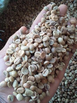 coffee beans - jtenkgroup - Tanzania