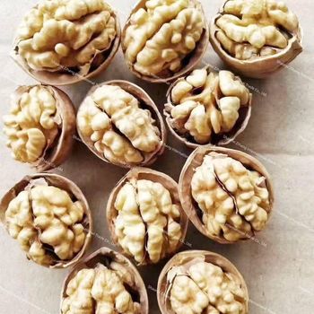 Walnut Kernel - Shaanxi Zihang International Trade Co., Ltd. - China