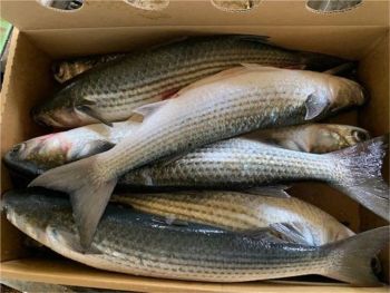 Wholesale Frozen Grey Mullet Frozen Grey Mullet Fish Whole Round IQF 90% NW - VERTEX TRADING LIMITED - United Kingdom