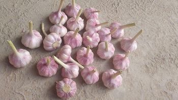 Garlic Type dried Form Dried Shelf Life Long Packaging box, bag Flavor Profile Robust Manufacturer Uzbekistan Garlic Size 5+ / 6+ / 7+ - Freeze Dried Fruit LTD - Uzbekistan