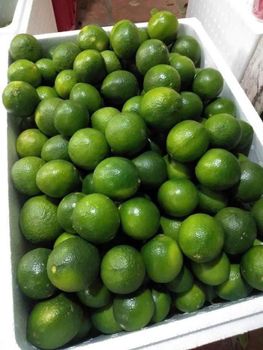 Premium Fresh Limes for sale Organic Yes Origin South Africa - NINE FRUITS EXPORTS (PTY) LTD - South Africa
