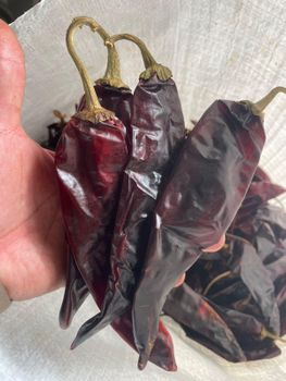 Dried Guajillo Chile Origin Mexico Color Deep Red, Red Texture Smooth Skin Delivery Form Sacks Degree of Spiciness Medium - Glomarket SA DE CV - Mexico