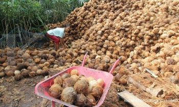Semi-husked Coconut Texture Fresh Origin Indonesia Maturity Selected For Maturity Application Food Processing, Oil Production, Fresh - PT. Virema Impex - Indonesia