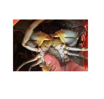 high quality live king crab for sale bulk supplier hot sale live mud crabs blue frozen mud snow crab - TIFFANY ANDERSON GROUP PTY LTD - South Africa