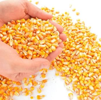 High Quality Wheat Best Market Price Wheat Grain in Bulk 100% Pure Dried Style Quality Indian Wheat Seeds - AL JABLI TRADING COMPANY LIMITED - Tanzania