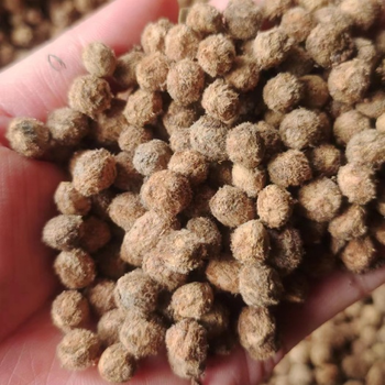 Lychee Trees to Japan Korea Lychee Trees Nursery Chinese Supplier - 雨果园艺果树基地 - China
