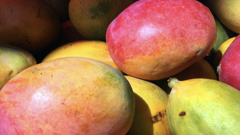 fresh mangoes from Eric food supply fresh mangoes - Eric food supply - Tanzania