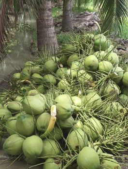 Bulk Top Quality Thai Fresh Young Coconut / Young Semi Husk Coconut - ETS TRANGUS ENTERPRISES - Cameroon