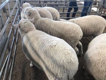 Premium Merino Sheeps Weight (kg) 4.5 Place of Origin South Africa Dominant Breed Merino And Merino Derivate Wool Production Volume Just Over 100 Mil. Kg - Chezlynne Trading (Pty) Ltd  - South Africa