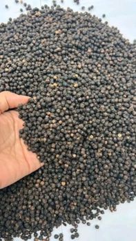 Black Pepper - PT Maden Export Indonesia - Indonesia