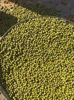 Green Mung Beans from Ayanshi Export Pvt Ltd Green Mung Beans - Ayanshi Export Pvt Ltd - India
