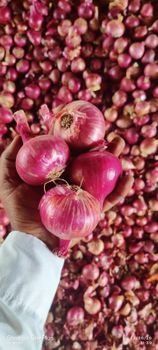 Red Onions from Sree Lasya Traders EXIM Red Onions - Sree Lasya Traders EXIM - India