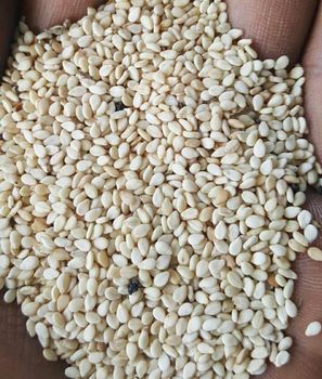Sesame Seeds – product photo, Raw Sesame Seeds products found from trusted suppliers, wholesalers, manufacturers & exporters Listing