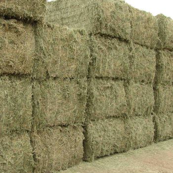 timothy Hay Texture Premium Intended Use Animal Feed Quality Grade High - SOURCE GLOBAL TRADING GROUP - South Africa
