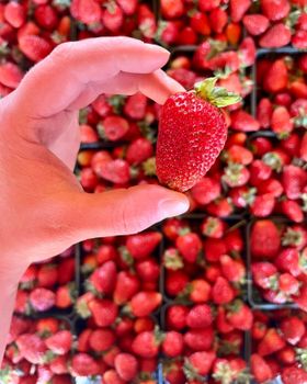 PREMIUM EXPORT QUALITY FRESH VIBRANT RED STRAWBERRIES 25mm+ 5Kg CARTONS ON SALE - Sosa Merchant Solutions - Austria