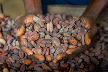 Cocoa Beans - Bulk Supplier for Cocoa Butter & Powder Production from CUBICDIOC GENERAL SOLUTION Cocoa Beans - Bulk Supplier for Cocoa Butter & Powder Production - CUBICDIOC GENERAL SOLUTION - Tanzania