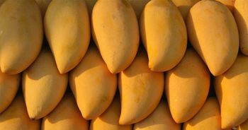 Mangoes - BF GLOBAL TRADING (PTY) LTD - South Africa