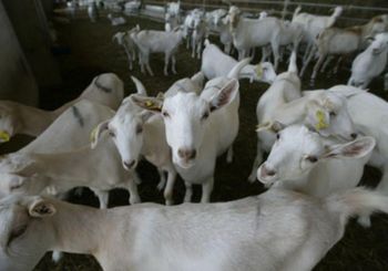 Reliable Live Saanen Goats Pure Dairy Breed With High Productivity Healthy Condition Competitive Wholesale Price - CPW TRADE LTD - United Kingdom