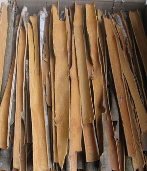 New Season Split Cassia Stick Premium Quality Dried Cinnamon New Season High Quality Premium Grade Cinnamon - TRADECENTRIC LLC - United States