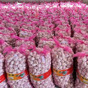 Wholesale Bulk Fresh White Garlic Professional Supplier of Fresh Vegetables - EcoRoma GmbH - Germany
