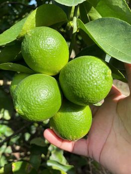 Seedless Lime - ASOVINA - Vietnam