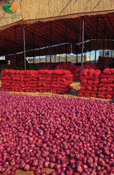 Fresh Red Onions/Shallots - Cresta Agri International - Pakistan