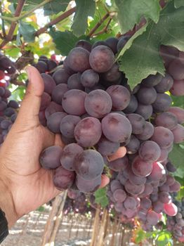 Grapes Grade AA Organic No Origin Peru Size J, L, XL Packaging 8.2 kg Color Green, Red Degree of Processing Cold treatment - PCAEXA - Peru