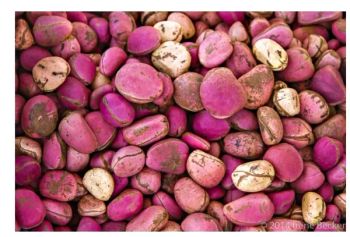 Kola Nut Type ?? Grade ?? Packaging ?? - Frank will  - Nigeria